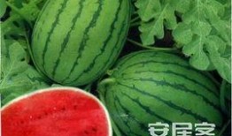 西瓜视频有爆料吗,行业最新动态大揭秘